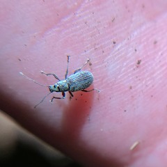 Cyrtepistomus castaneus