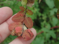 Symphoricarpos rotundifolius
