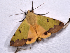 Ophiusa tirhaca
