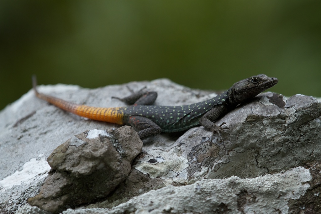 Chimanimani Flat Lizard