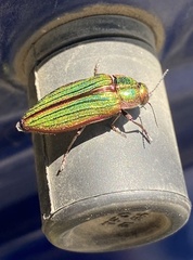 Buprestis aurulenta