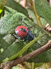 Euthyrhynchus floridanus