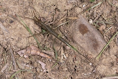 Ranatra longipes longipes