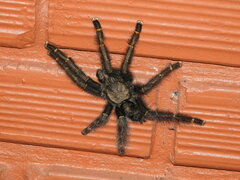 Avicularia rufa