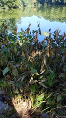 Alnus serrulata