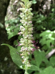 Comanthosphace formosana