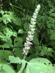 Comanthosphace formosana