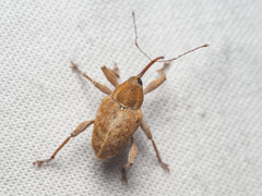 Curculio occidentis
