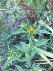 Bidens tripartita