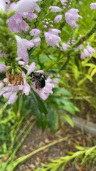 Xylocopa virginica virginica