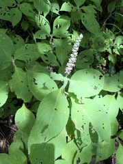 Comanthosphace formosana