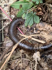 Narceus americanus