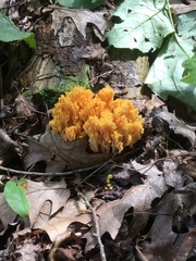 Ramaria