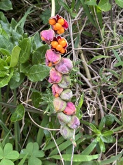 Chasmanthe aethiopica