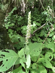 Comanthosphace formosana