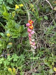 Chasmanthe aethiopica