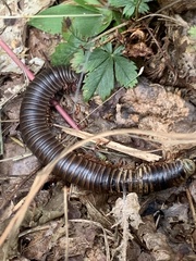 Narceus americanus