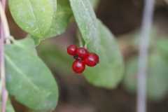 Lonicera periclymenum