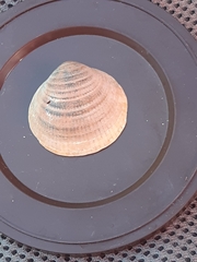 Laevicardium crassum