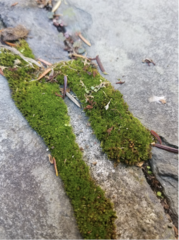 Bryum argenteum