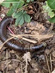 Narceus americanus