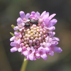 Sixalix atropurpurea