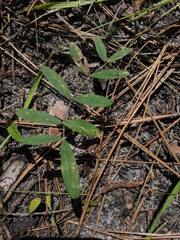 Tephrosia florida