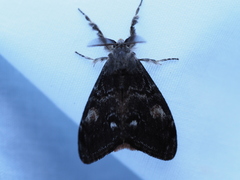Orgyia pseudotsugata