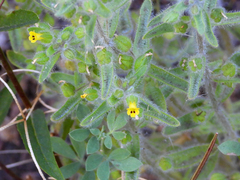 Mimetanthe pilosa
