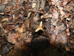 Macrodactylus subspinosus