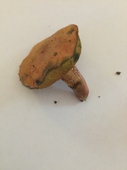 Cyanoboletus pulverulentus