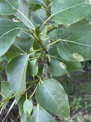 Populus trichocarpa