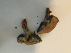 Cyanoboletus pulverulentus