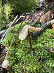 Mycena galopus