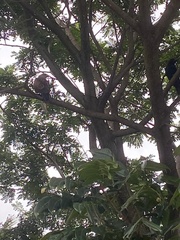 Pernis ptilorhynchus