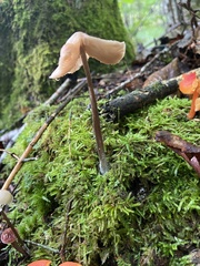Mycena galopus