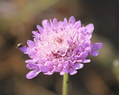 Sixalix atropurpurea