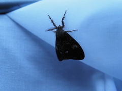 Orgyia pseudotsugata