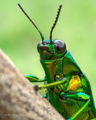 Chrysochroa fulminans