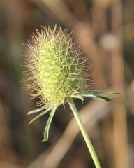 Sixalix atropurpurea