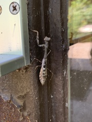 Stagmomantis carolina