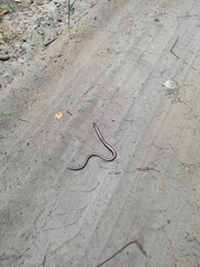 Anguis colchica