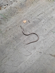 Anguis colchica
