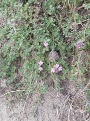 Thymus praecox