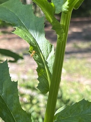 Formica pallidefulva