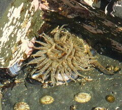 Anthopleura artemisia