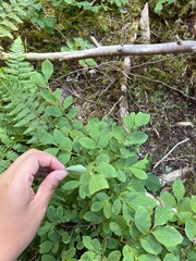 Vaccinium alaskaense