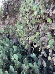 Opuntia stricta