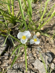 Sagittaria graminea