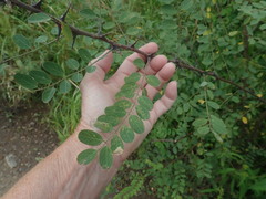 Robinia neomexicana